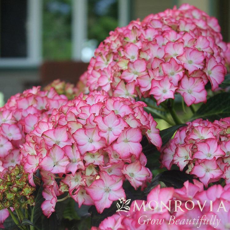 Hydrangea macrophylla 'HORTFIRE' PP #29,058 ~ Monrovia® Seaside Serenade® Fire Island Hydrangea-ServeScape