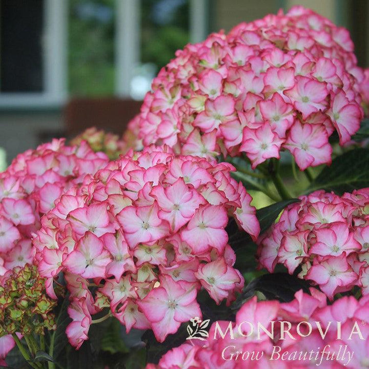 Hydrangea macrophylla 'HORTFIRE' PP #29,058 ~ Monrovia® Seaside Serenade® Fire Island Hydrangea-ServeScape
