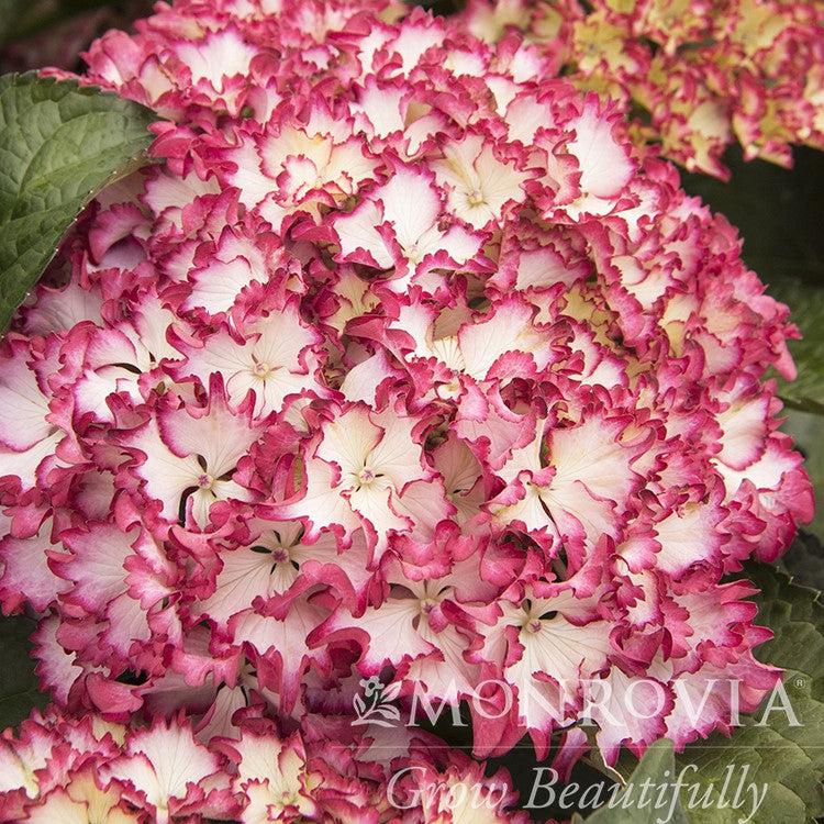 Hydrangea macrophylla 'HORTFIRE' PP #29,058 ~ Monrovia® Seaside Serenade® Fire Island Hydrangea-ServeScape