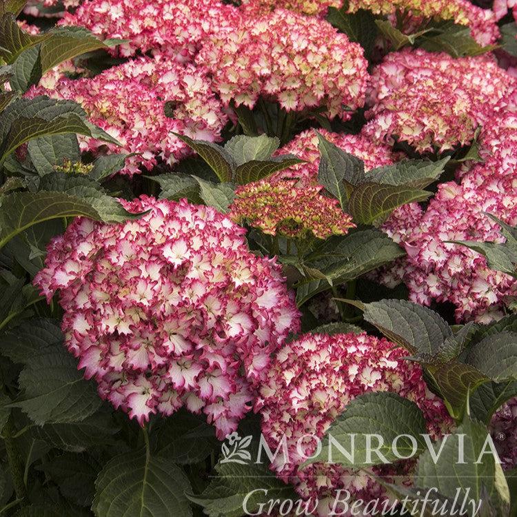 Hydrangea macrophylla 'HORTFIRE' PP #29,058 ~ Monrovia® Seaside Serenade® Fire Island Hydrangea-ServeScape