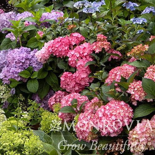 Hydrangea macrophylla 'HORTFIRE' PP #29,058 ~ Monrovia® Seaside Serenade® Fire Island Hydrangea-ServeScape