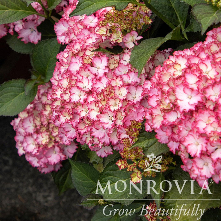 Hydrangea macrophylla 'HORTFIRE' PP #29,058 ~ Monrovia® Seaside Serenade® Fire Island Hydrangea-ServeScape