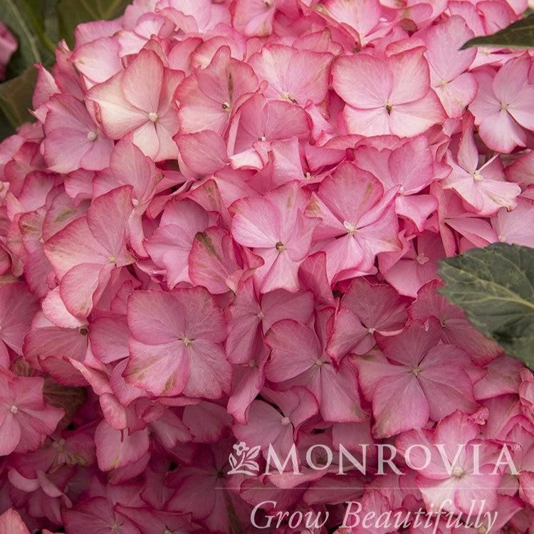 Hydrangea macrophylla 'HORTHAMP' PP #29,005 ~ Monrovia® Seaside Serenade® Hamptons Hydrangea-ServeScape