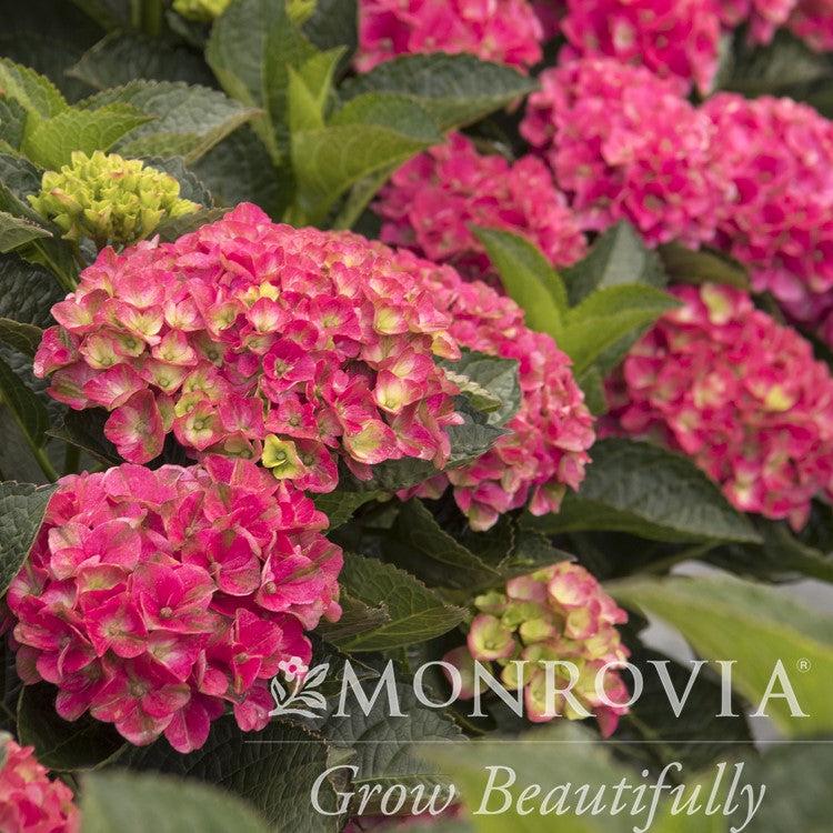 Hydrangea macrophylla 'HORTMAVI' PPAF~ Monrovia® Seaside Serenade® Martha's Vineyard Hydrangea-ServeScape