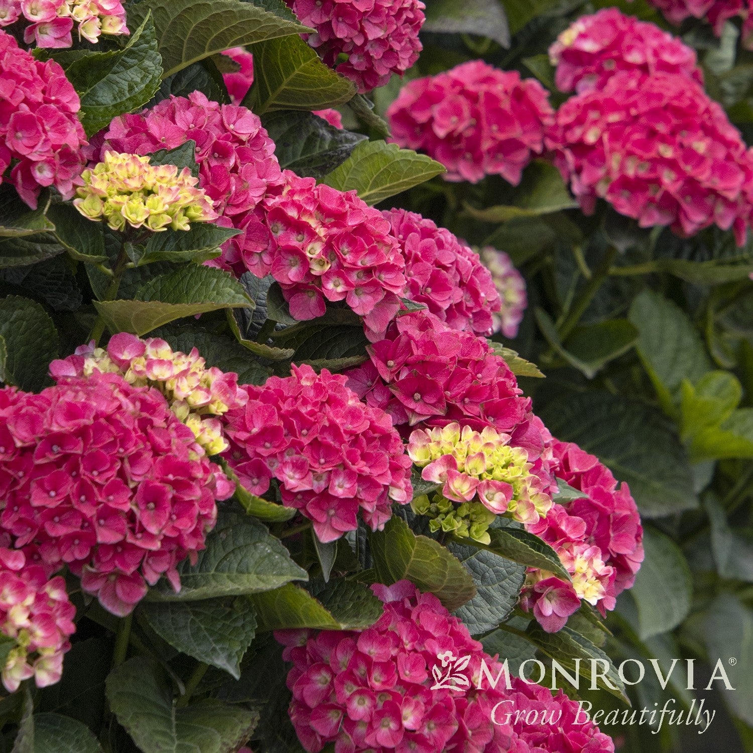 Hydrangea macrophylla 'HORTMAVI' PPAF~ Monrovia® Seaside Serenade® Martha's Vineyard Hydrangea-ServeScape