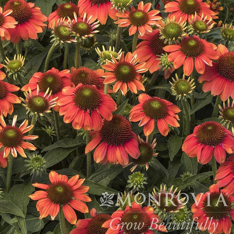 Echinacea 'Balsomenco' ~ Monrovia® Sombrero® Flamenco Coneflower-ServeScape