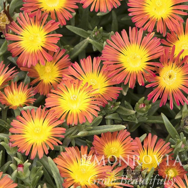 Delosperma cooperi 'WOWDAY2' ~ Monrovia® WOW® Fire Wonder Ice Plant-ServeScape