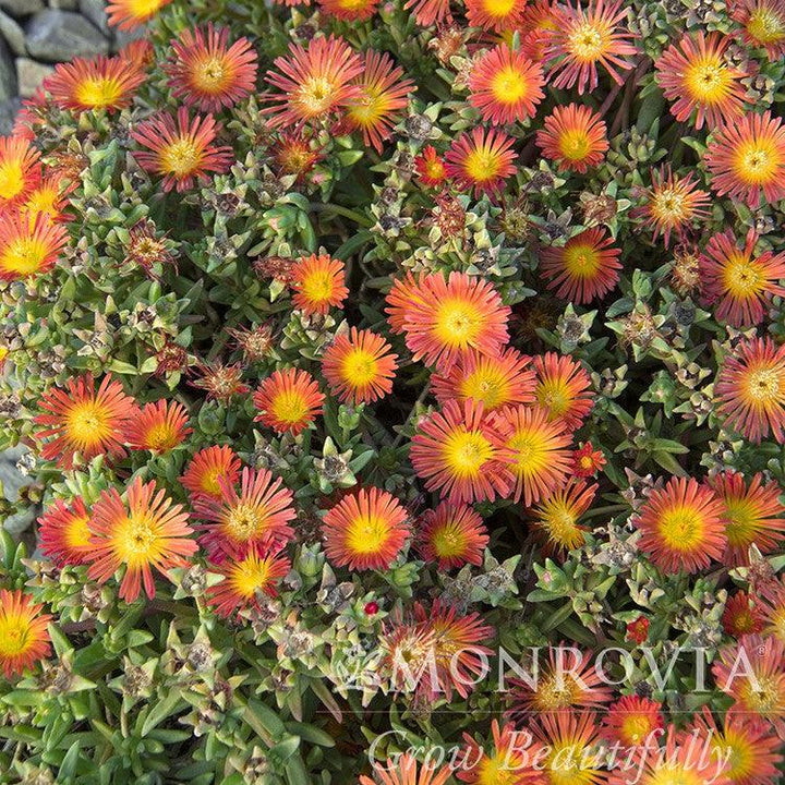 Delosperma cooperi 'WOWDAY2' ~ Monrovia® WOW® Fire Wonder Ice Plant-ServeScape