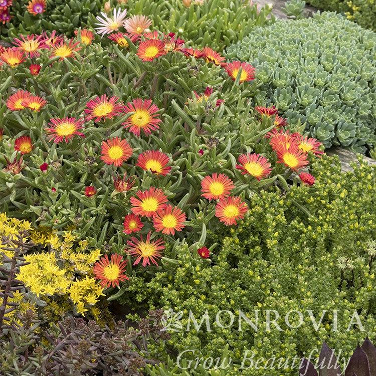 Delosperma cooperi 'WOWDAY2' ~ Monrovia® WOW® Fire Wonder Ice Plant-ServeScape
