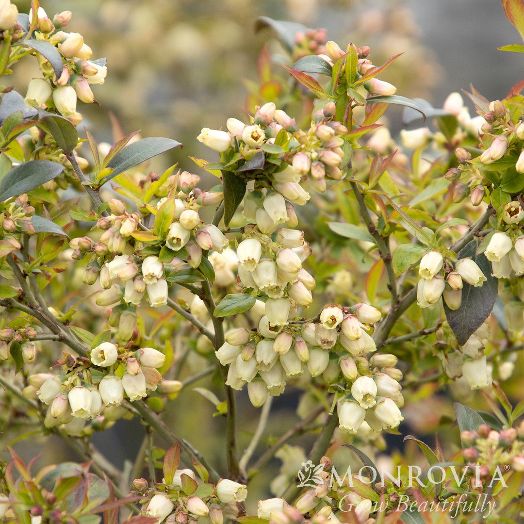 Vaccinium corymbosum ZF06-051' PP29,437 ~ Monrovia® Bountiful™ Delight Blueberry-ServeScape