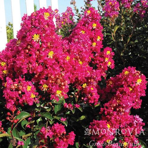 Lagerstroemia indica 'GAMAD VI' PP22,161 ~ Monrovia® Berry Dazzle® Dwarf Crape Myrtle-ServeScape