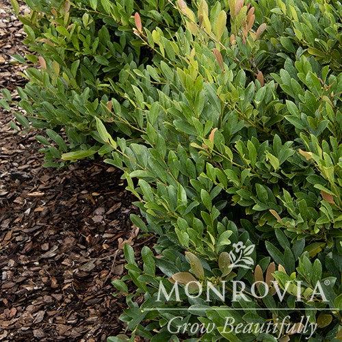 Distylium 'PIIDIST-II' PP4,409 ~ Monrovia® Blue Cascade® Evergreen Distylium-ServeScape