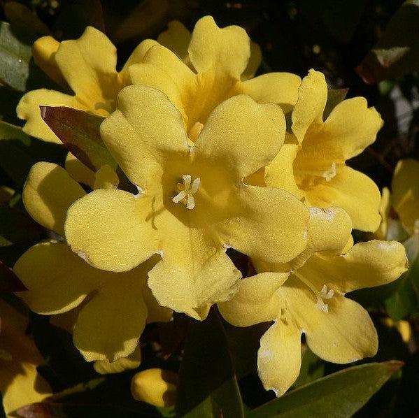 Gelsemium sempervirens & Gelsemium rankinii ~ Monrovia® Double Shot® Swamp Jessamine-ServeScape