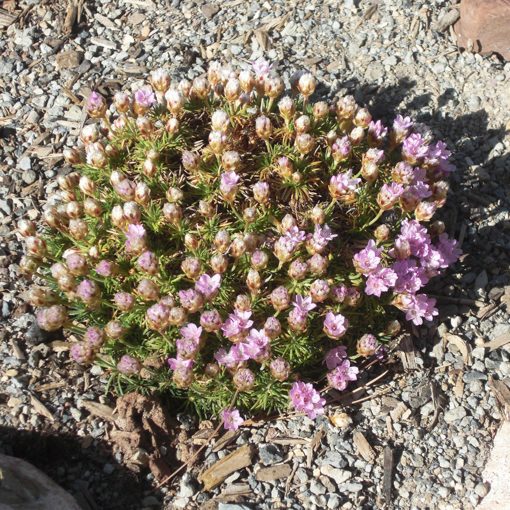 Armeria maritima ‘Victor Reiter’ ~ Victor Reiter Sea Thrift-ServeScape