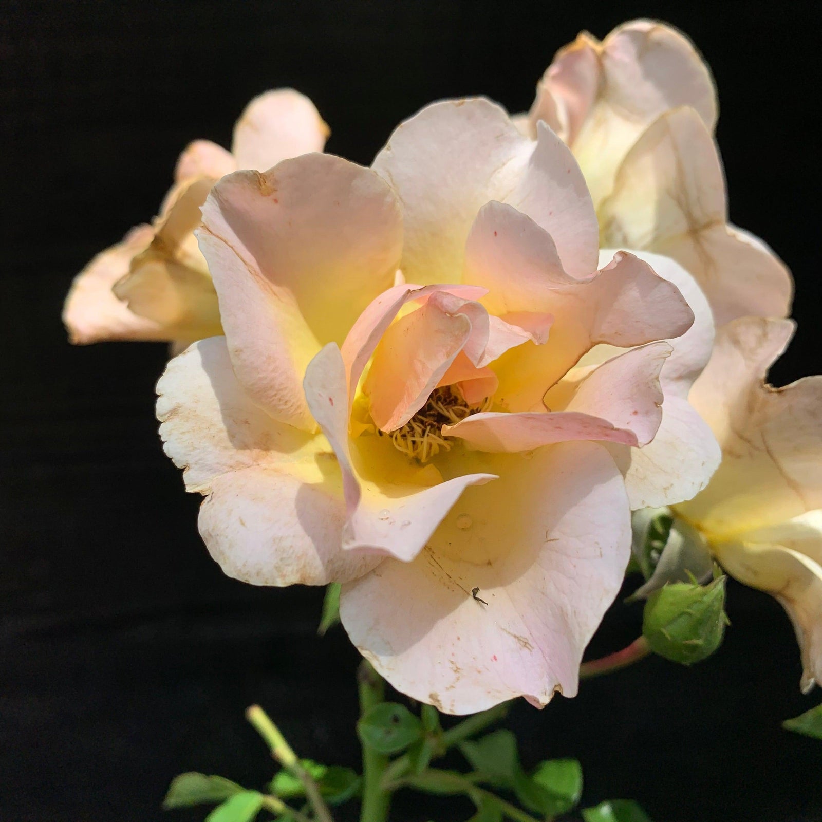 Rosa x 'RUIRI0091A' PP33,152 ~ Monrovia® Nitty Gritty™ Peach Rose-ServeScape