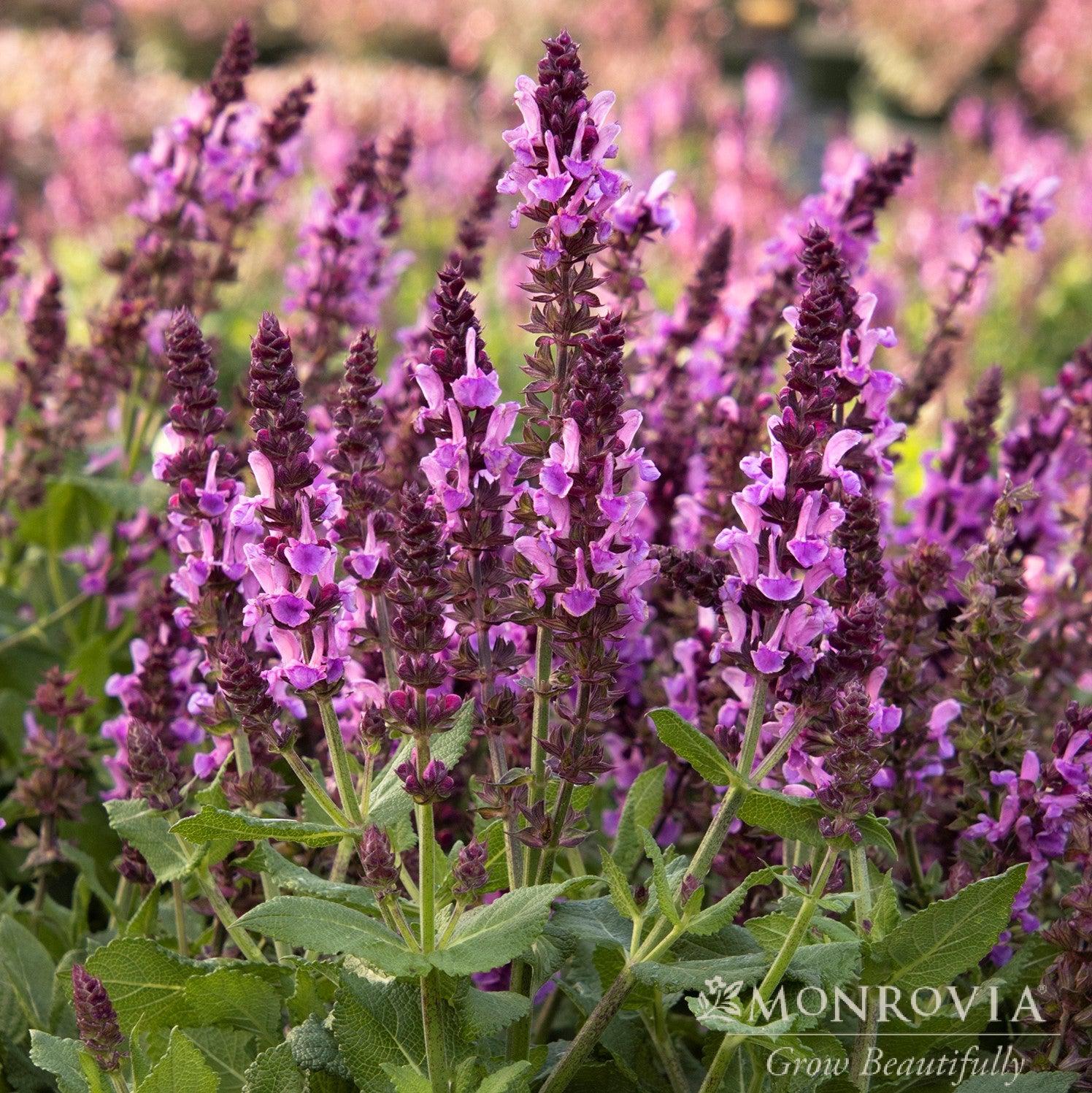 Salvia nemorosa 'Rose Marvel' ~ Monrovia® Rose Marvel Meadow Sage-ServeScape