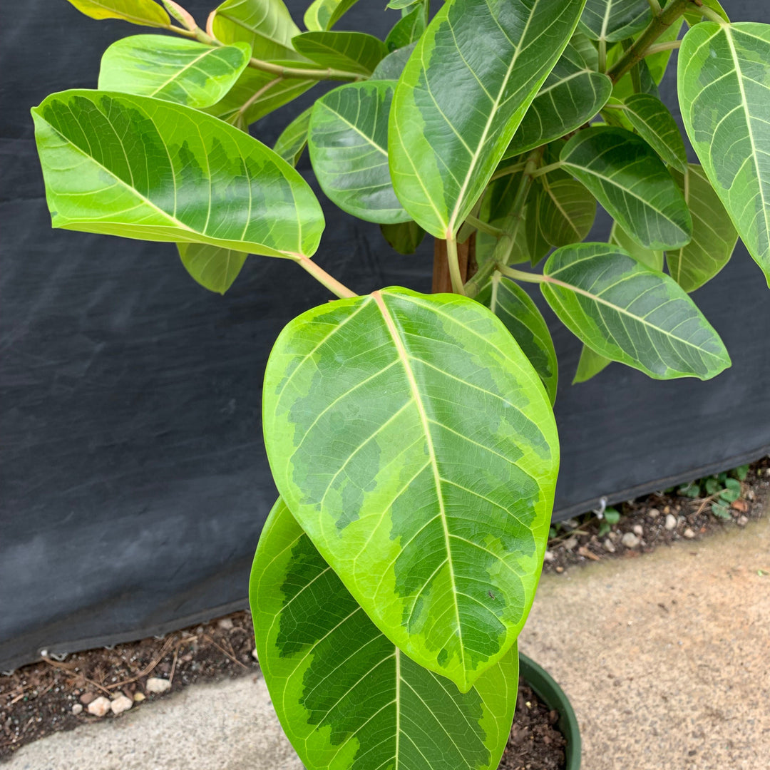 Ficus altissima 'Variegata' ~ Monrovia® Council Tree, Lofty Fig-ServeScape