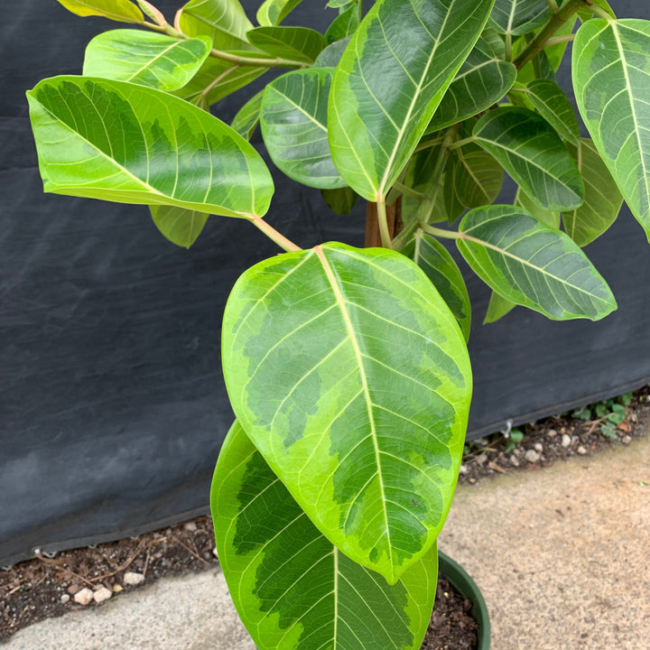 Ficus altissima 'Variegata' ~ Monrovia® Council Tree, Lofty Fig-ServeScape