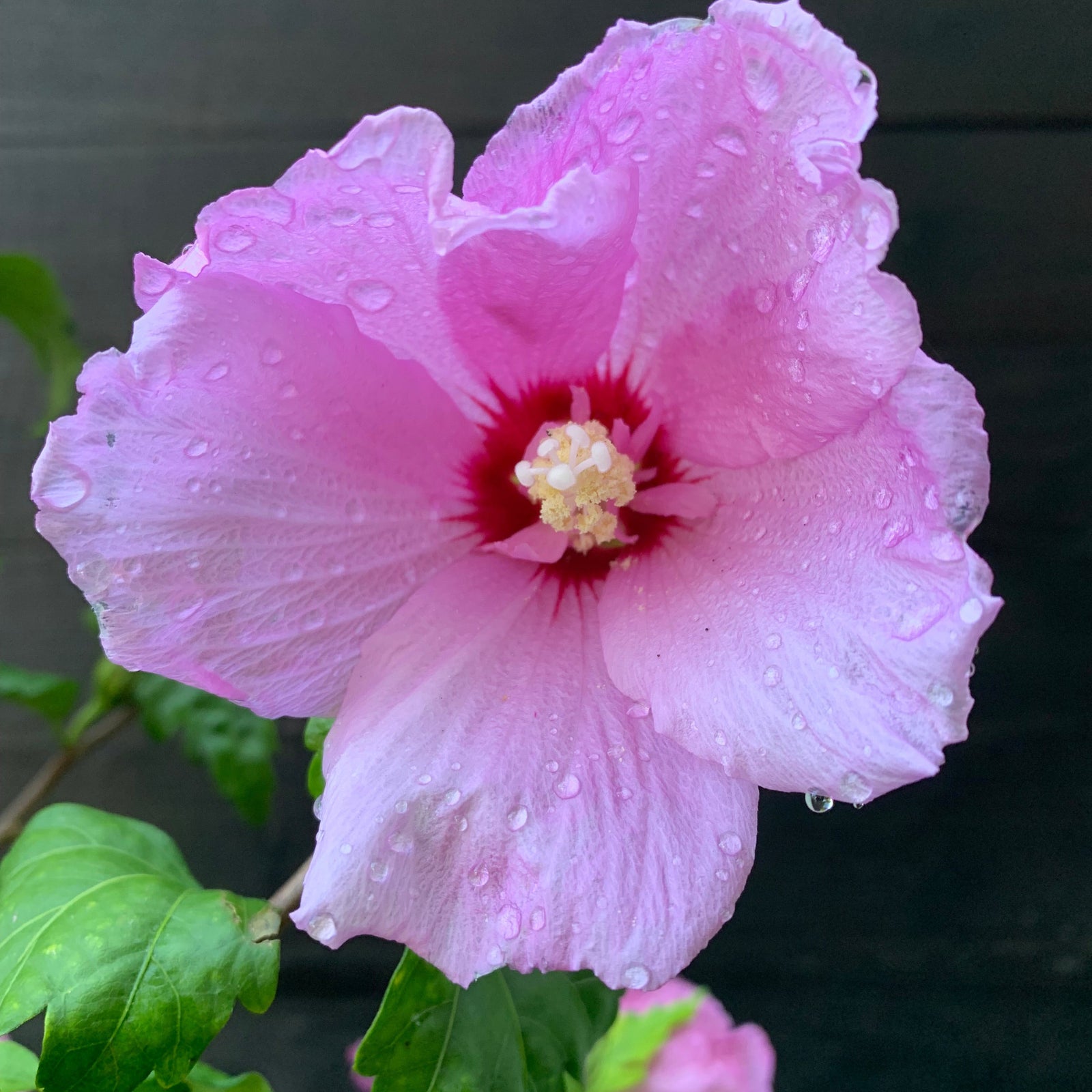 Hibiscus syriacus 'Minsypin3' PP #31,304 ~ Monrovia® Chateau™ d'Amboise Rose of Sharon-ServeScape
