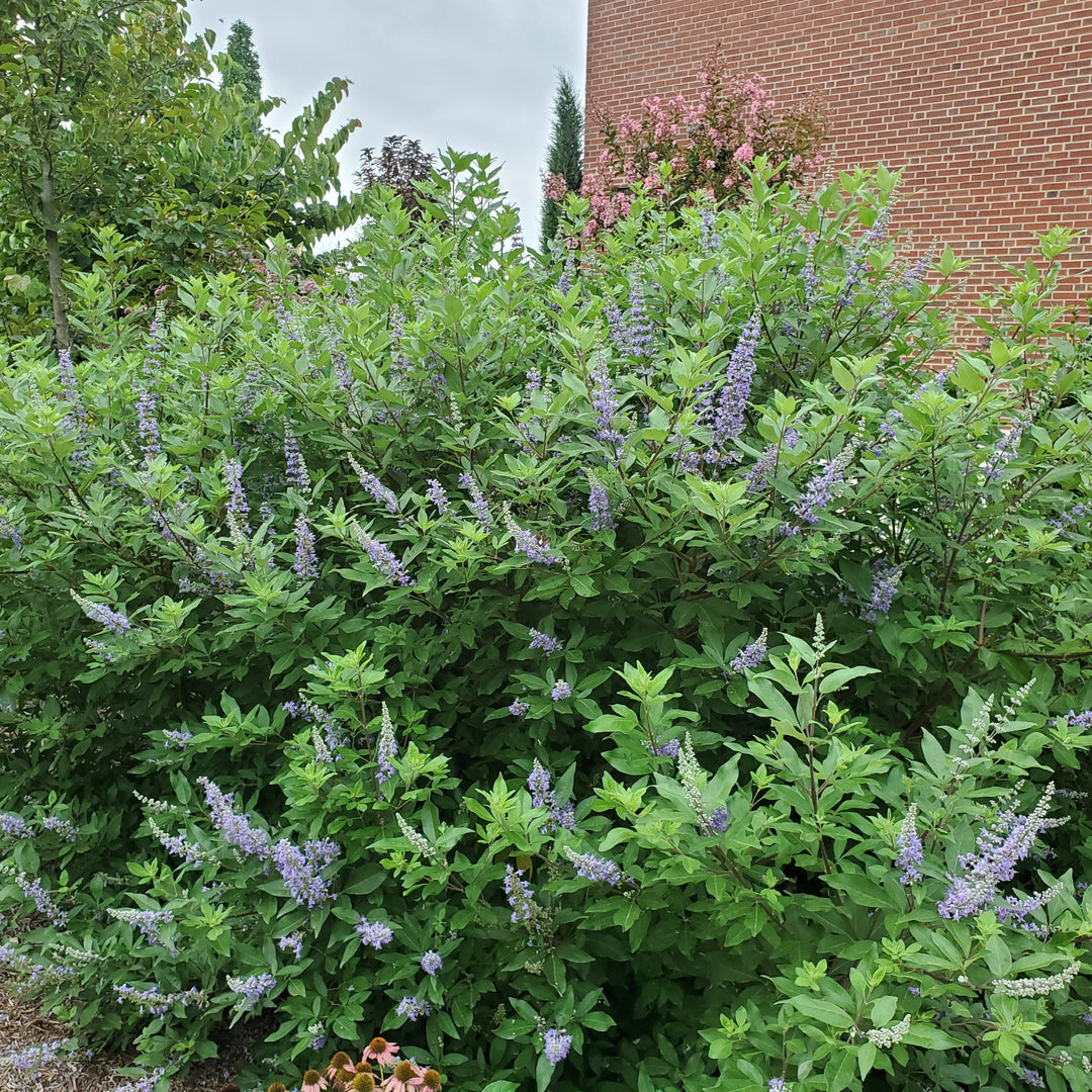 Vitex x ‘Helen Froehlich’ ~ Monrovia® Summertime Blues™ Chaste Tree-ServeScape