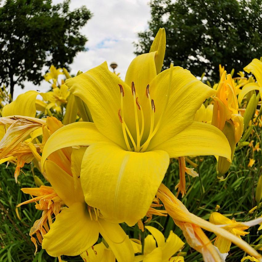 Hemerocallis fulva 'DHEMYELLOW' ~ Monrovia® Endlesslily® Yellow Daylily-ServeScape