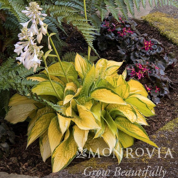 Hosta 'Paradigm' ~ Monrovia® Paradigm Hosta-ServeScape