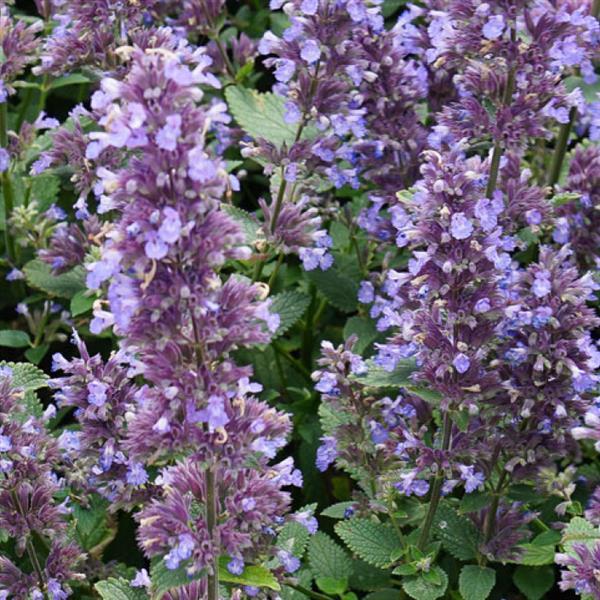 Nepeta x faassenii 'Balpurrlu' PP33,042 ~ Monrovia® Whispurr™ Blue Catmint-ServeScape