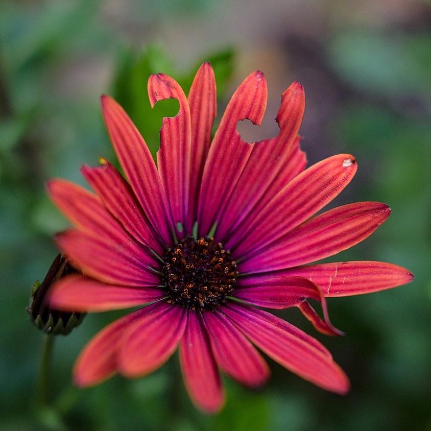 Osteospermum ecklonis 'Ostica Bronze' ~ Monrovia® Ostica™ Bronze African Daisy-ServeScape