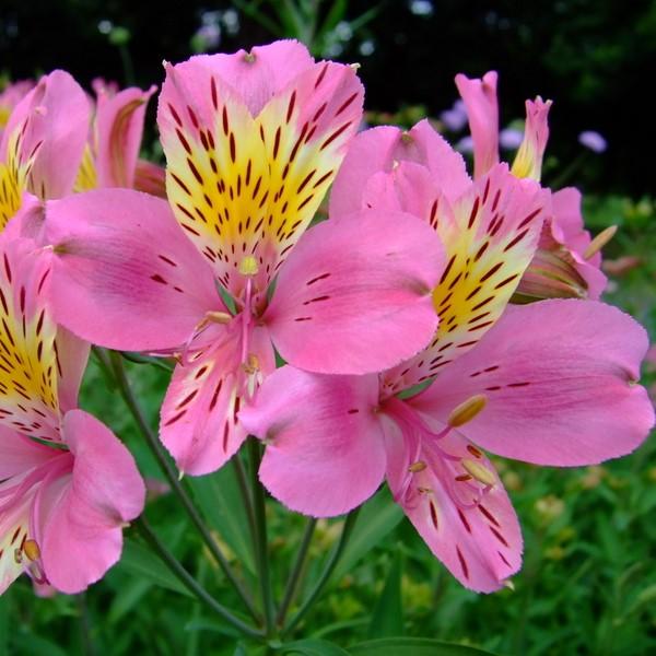 Alstroemeria x 'Zaprielia' ~ Monrovia® Colorita® Eliane® Peruvian Lily-ServeScape