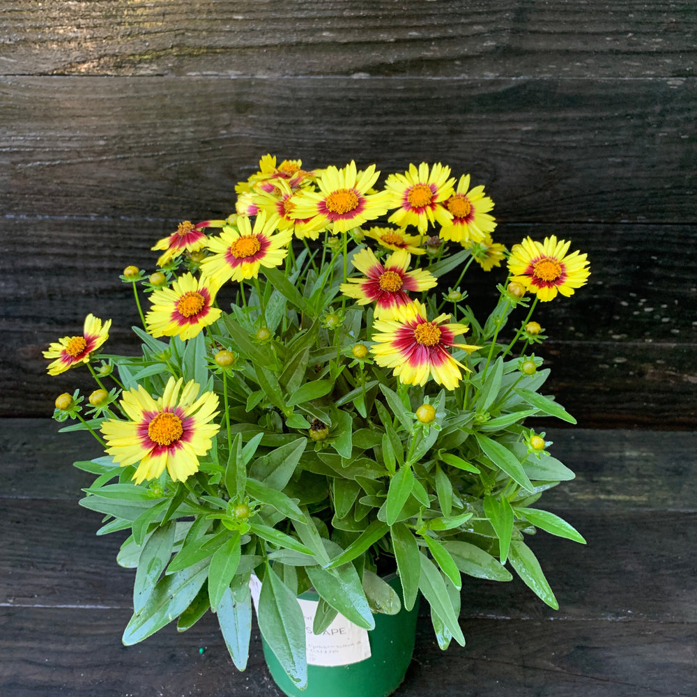 Coreopsis 'Baluptowed' ~ Uptick™ Yellow & Red Coreopsis-ServeScape