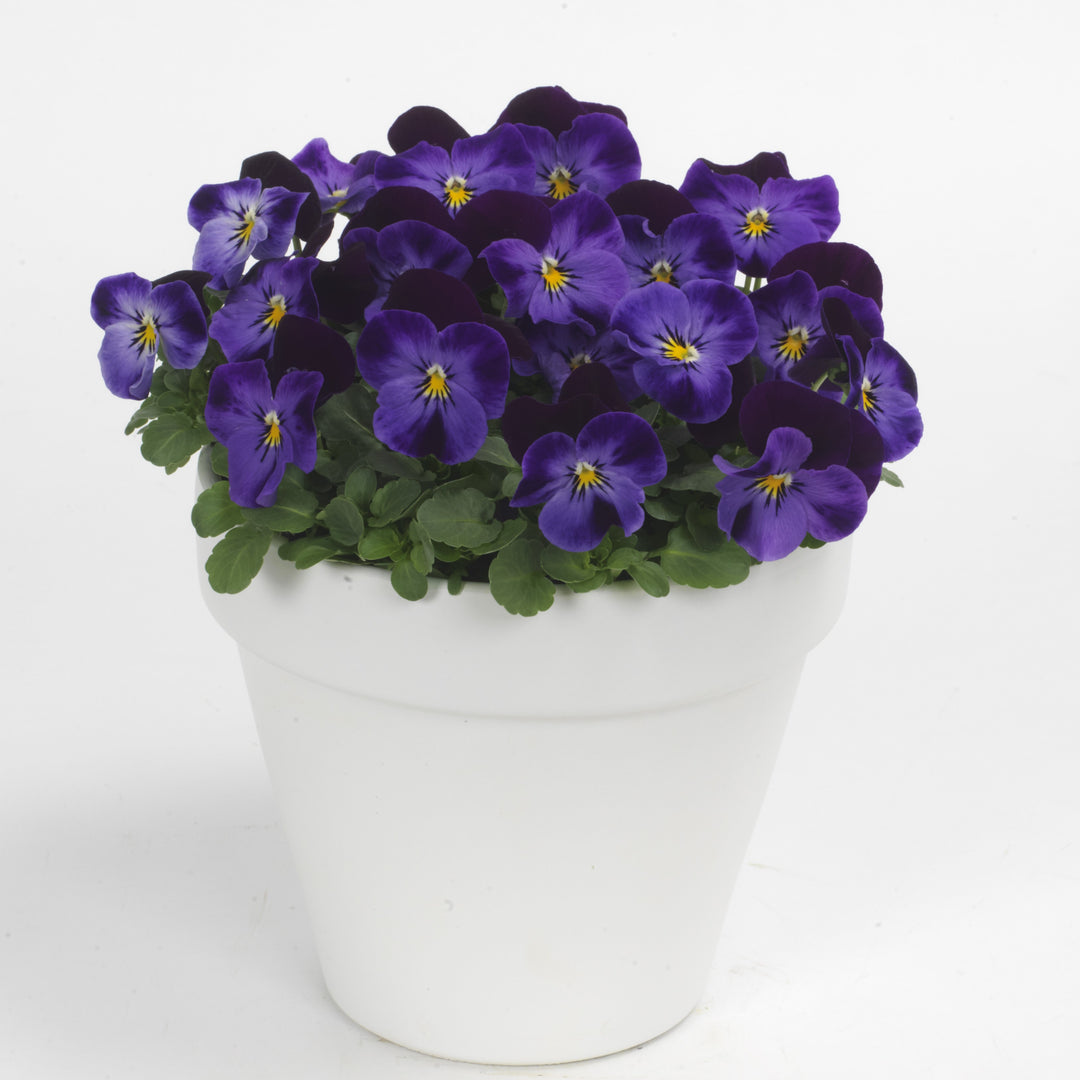 Viola cornuta 'PAS912434' ~ Sorbet™ XP Denim Jump-Up Viola-ServeScape