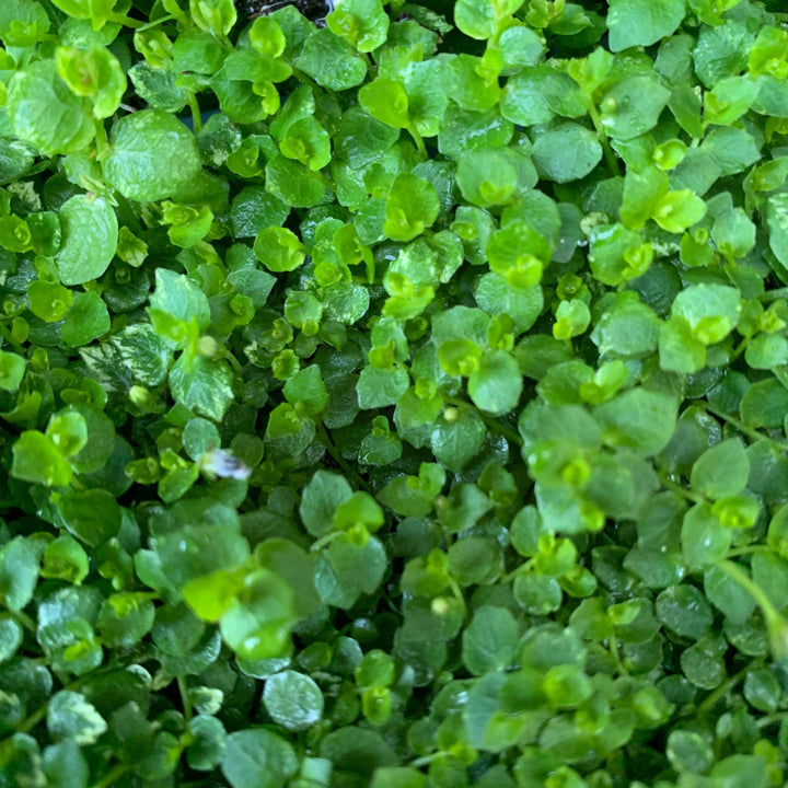 Isotoma fluviatilis ~ Blue Star Creeper-ServeScape