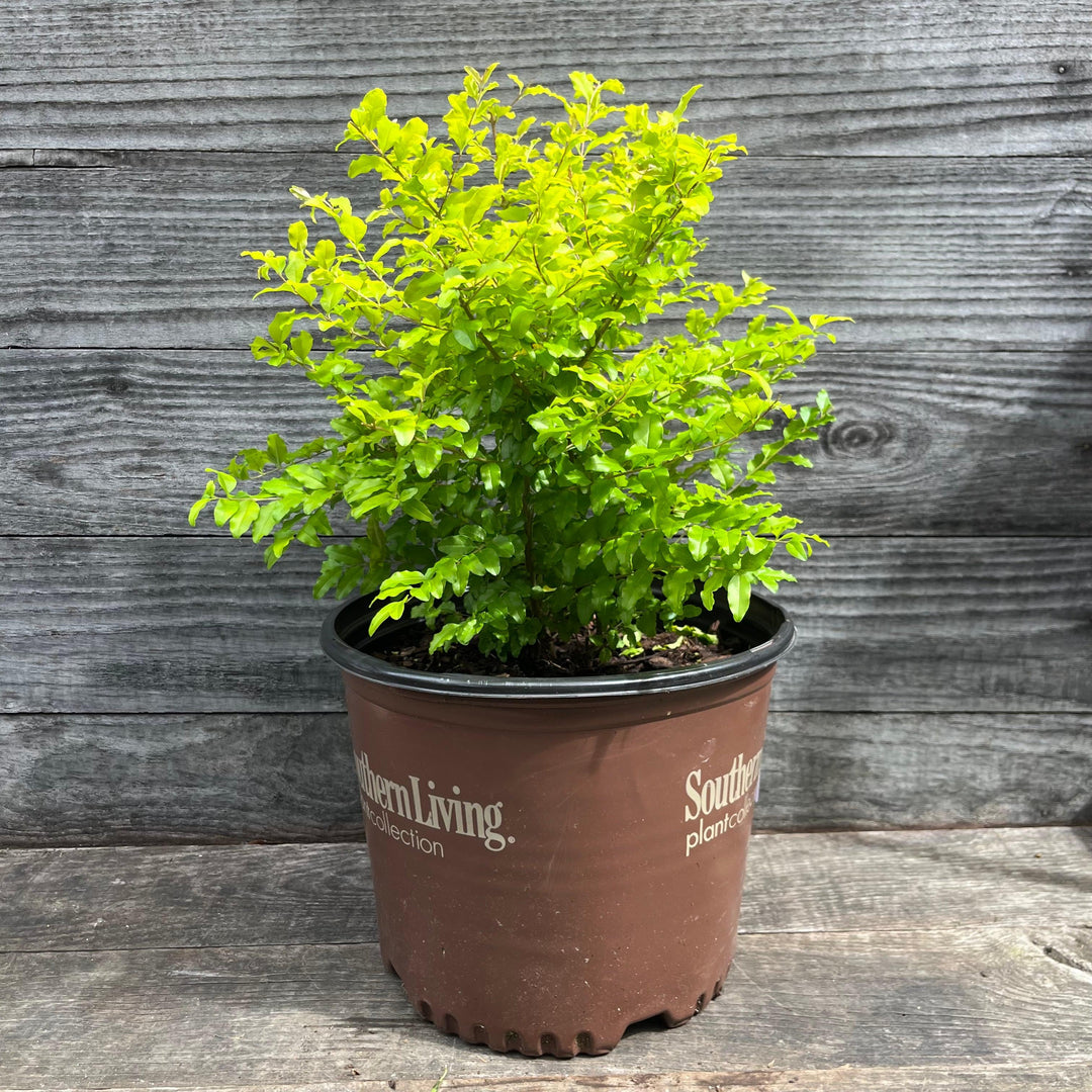 Ligustrum sinense 'Sunshine' ~ Sunshine Ligustrum-ServeScape