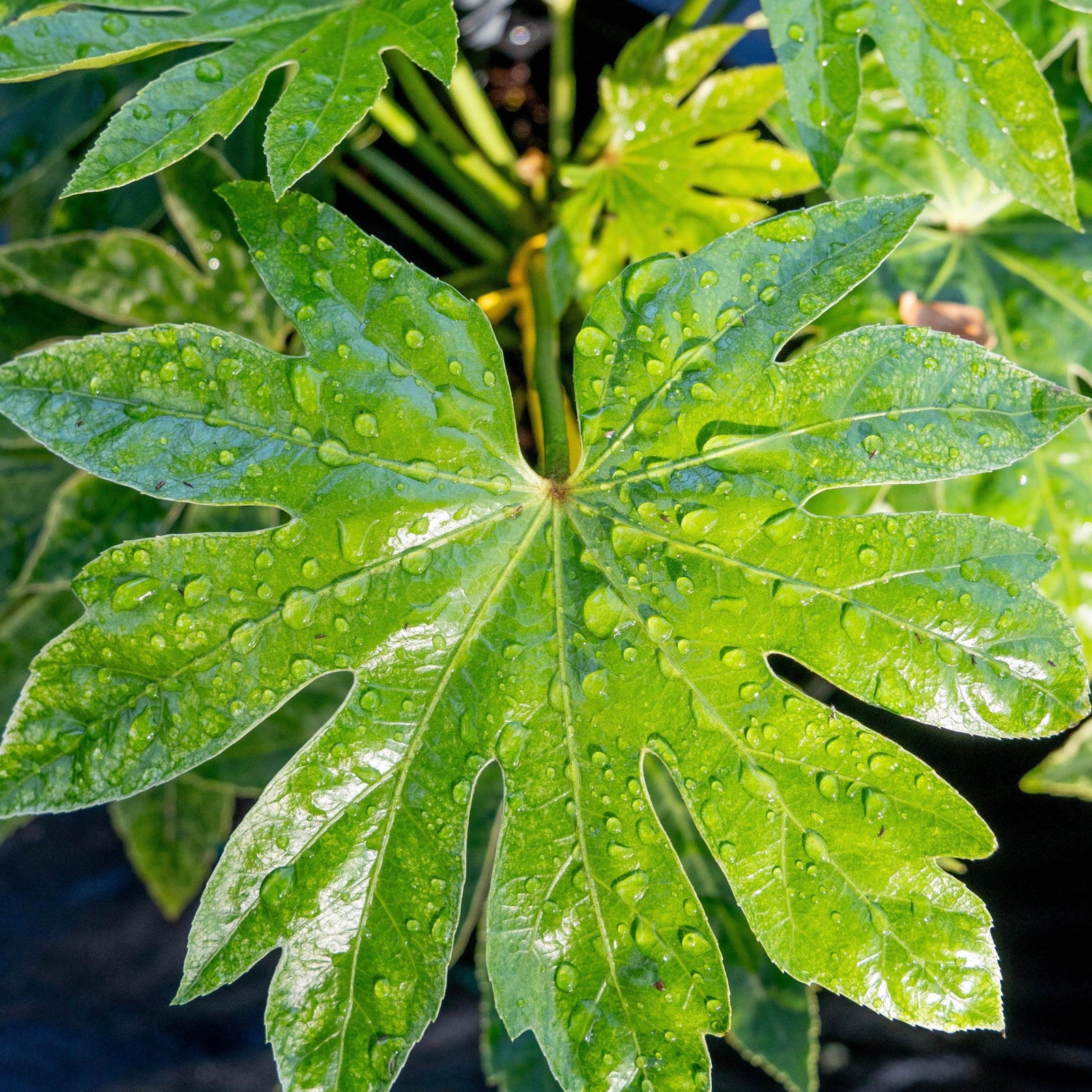 Fatsia japonica 'Spider's Web' ~ Spider's Web Fatsia-ServeScape
