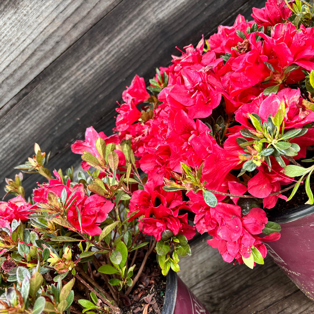 Rhododendron ‘Roblez’ ~ Encore® Autumn Fire™ Azalea-ServeScape