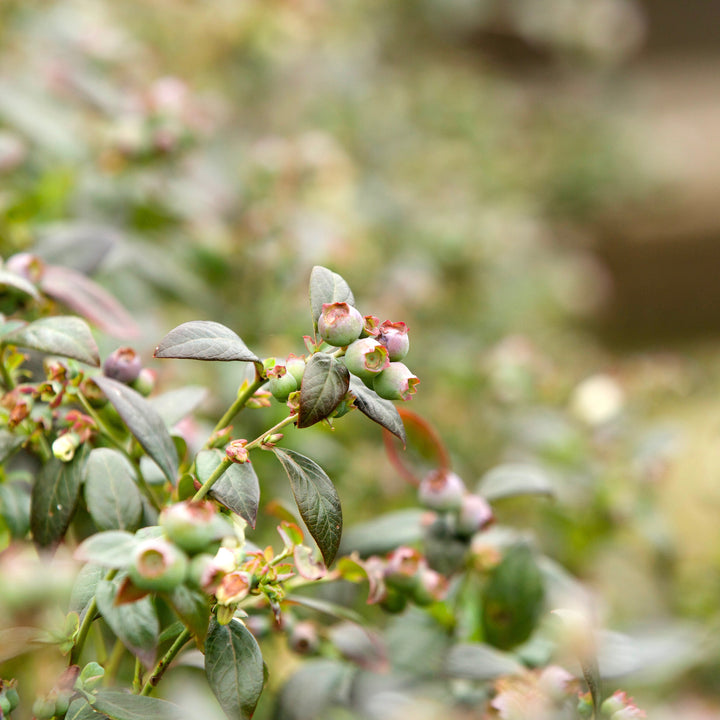 Vaccinium corymbosum ‘FL09-216’ PPAF ~ Downhome Harvest® Hello Darlin® Blueberry-ServeScape