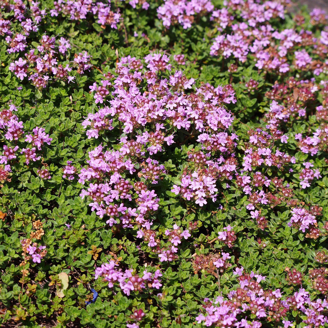 Thymus serpyllum 'Coccineus' ~ Monrovia® Red Creeping Thyme-ServeScape