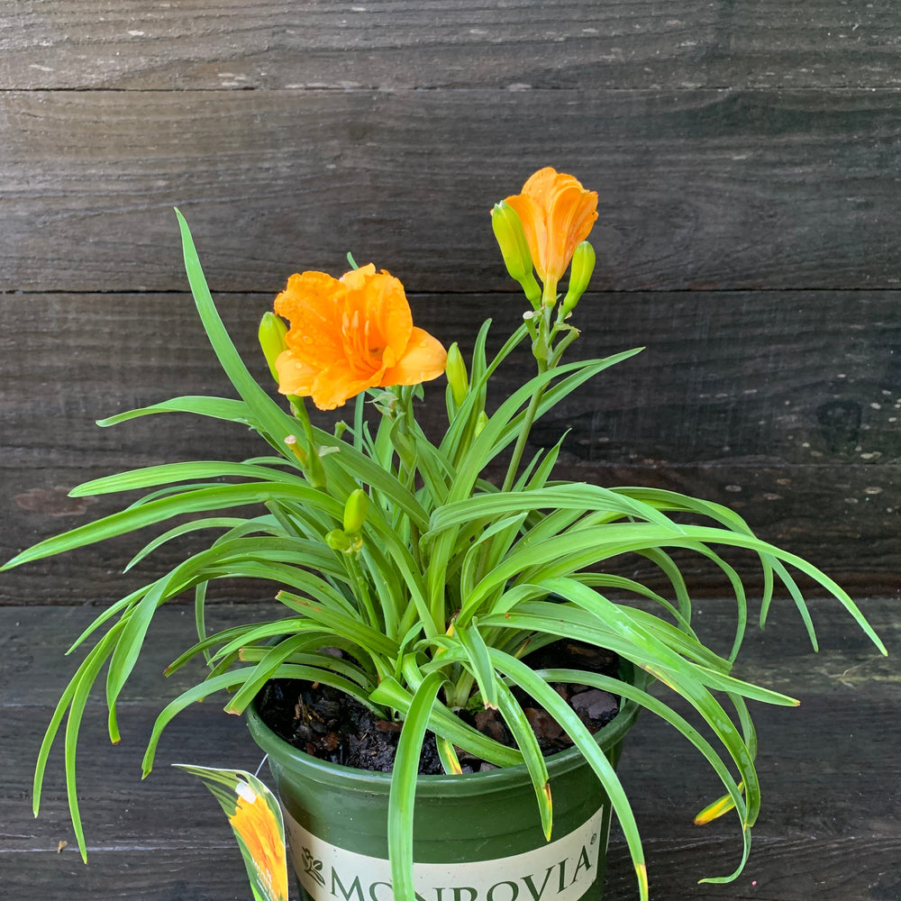 Hemerocallis fulva 'DHEMORANGE' ~ Monrovia® Endlesslily® Orange Daylily-ServeScape