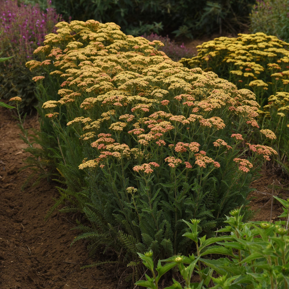 Achillea millefolium 'Balvinterra' ~ New Vintage™ Terracotta Yarrow-ServeScape