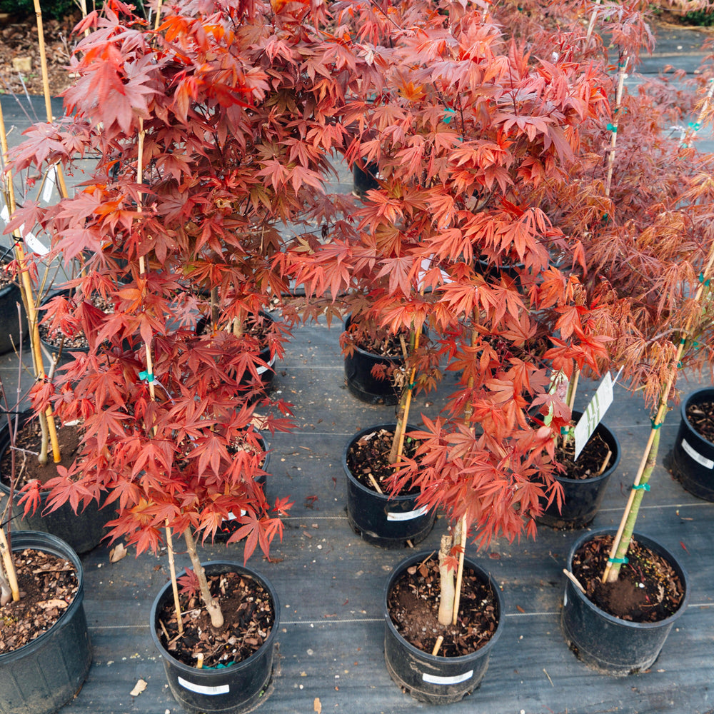 Acer palmatum var. dissectum 'Tamukeyama' ~ Tamukeyama Japanese Maple-ServeScape