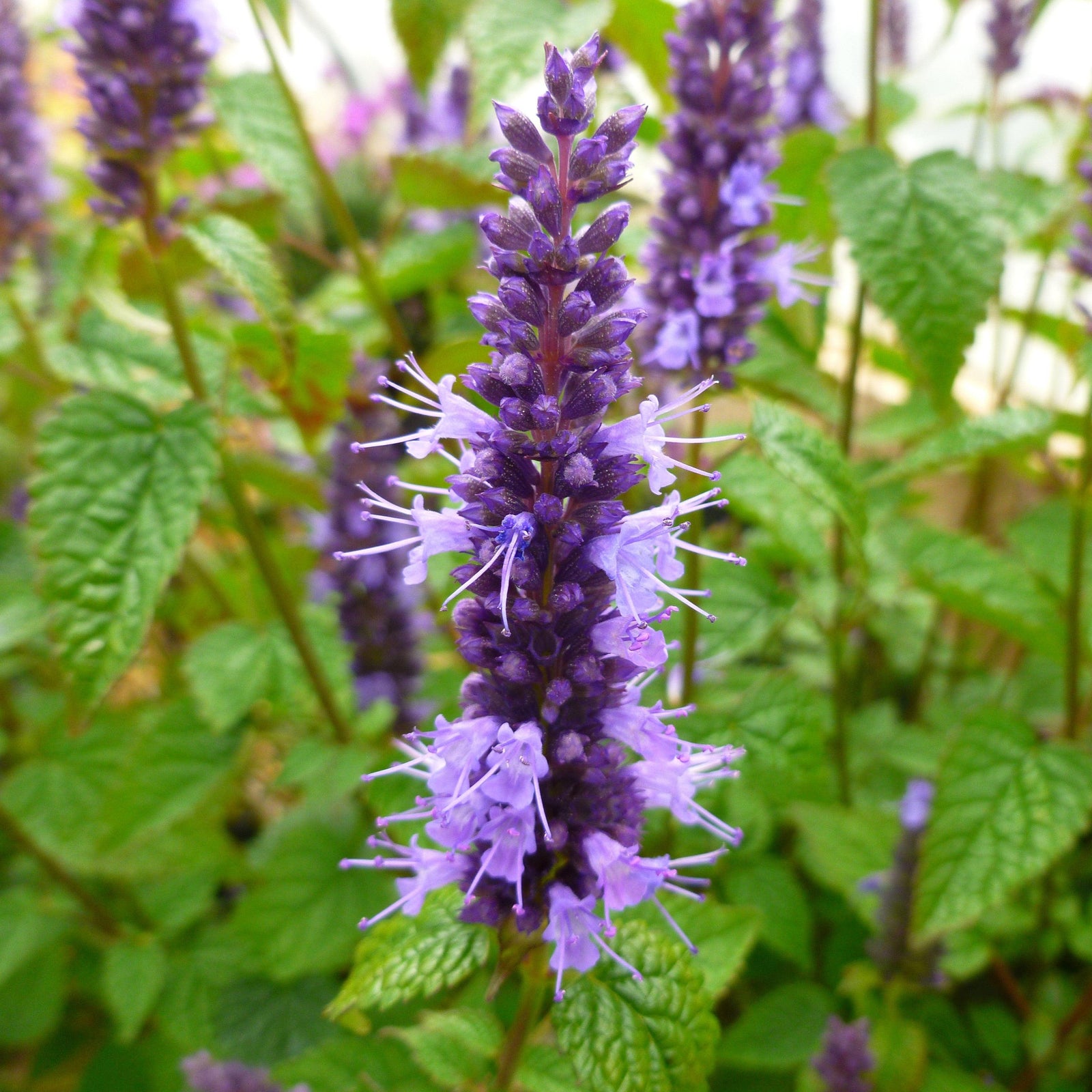 Agastache rugosa 'Little Adder' ~ Little Adder Hyssop-ServeScape