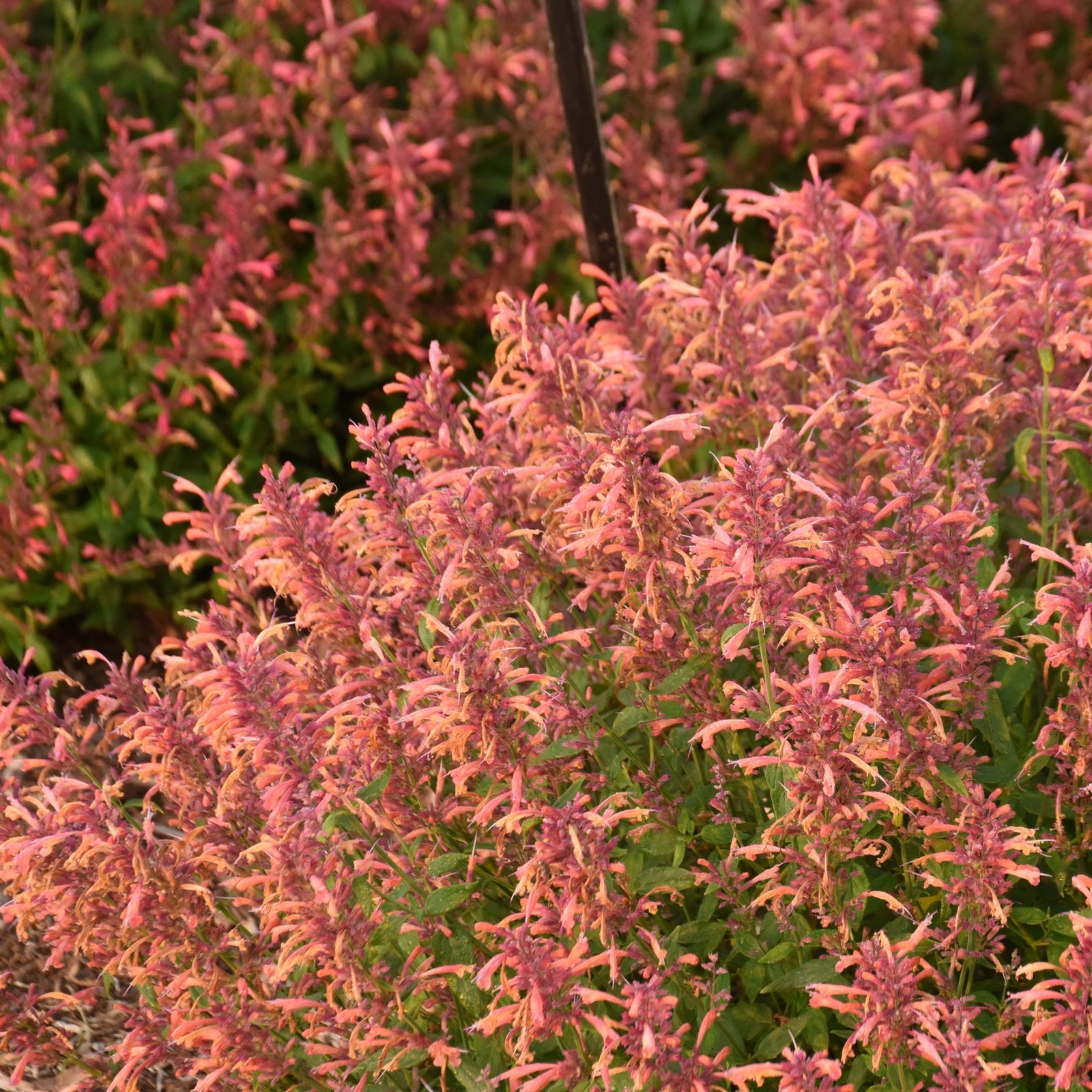 Agastache 'Guava Lava' ~ Guava Lava Hyssop-ServeScape