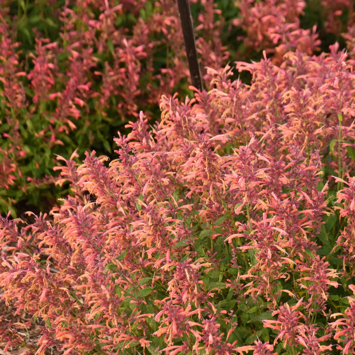 Agastache 'Guava Lava' ~ Guava Lava Hyssop-ServeScape