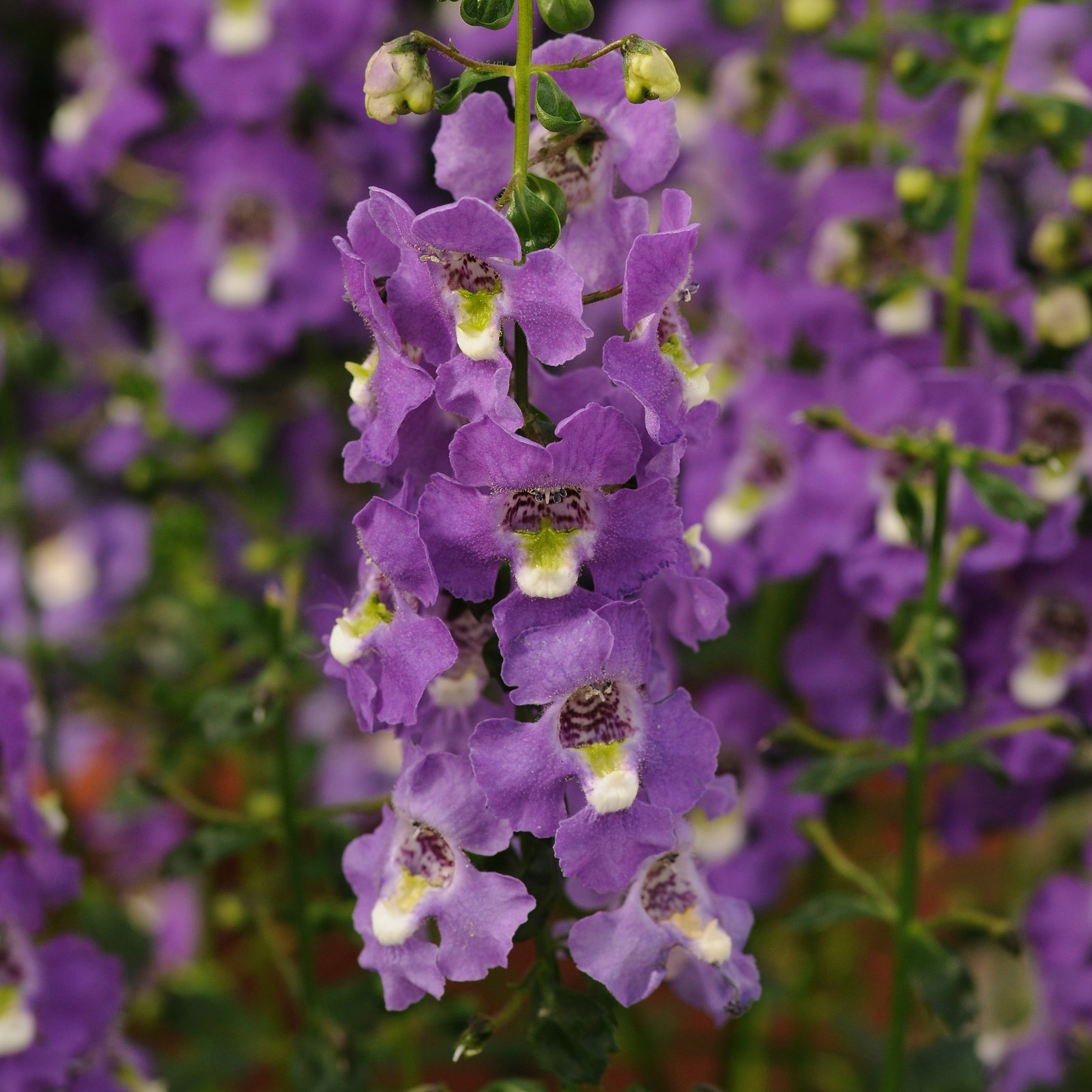 Angelonia angustifolia 'Balarcpurpi' ~ Archangel™ Purple Summer Snapdragon-ServeScape