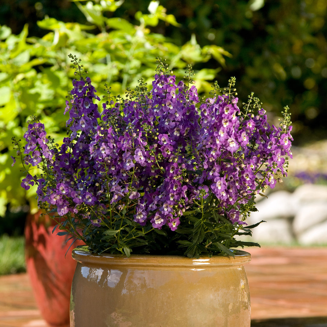 Angelonia angustifolia 'Balarcpurpi' ~ Archangel™ Purple Summer Snapdragon-ServeScape