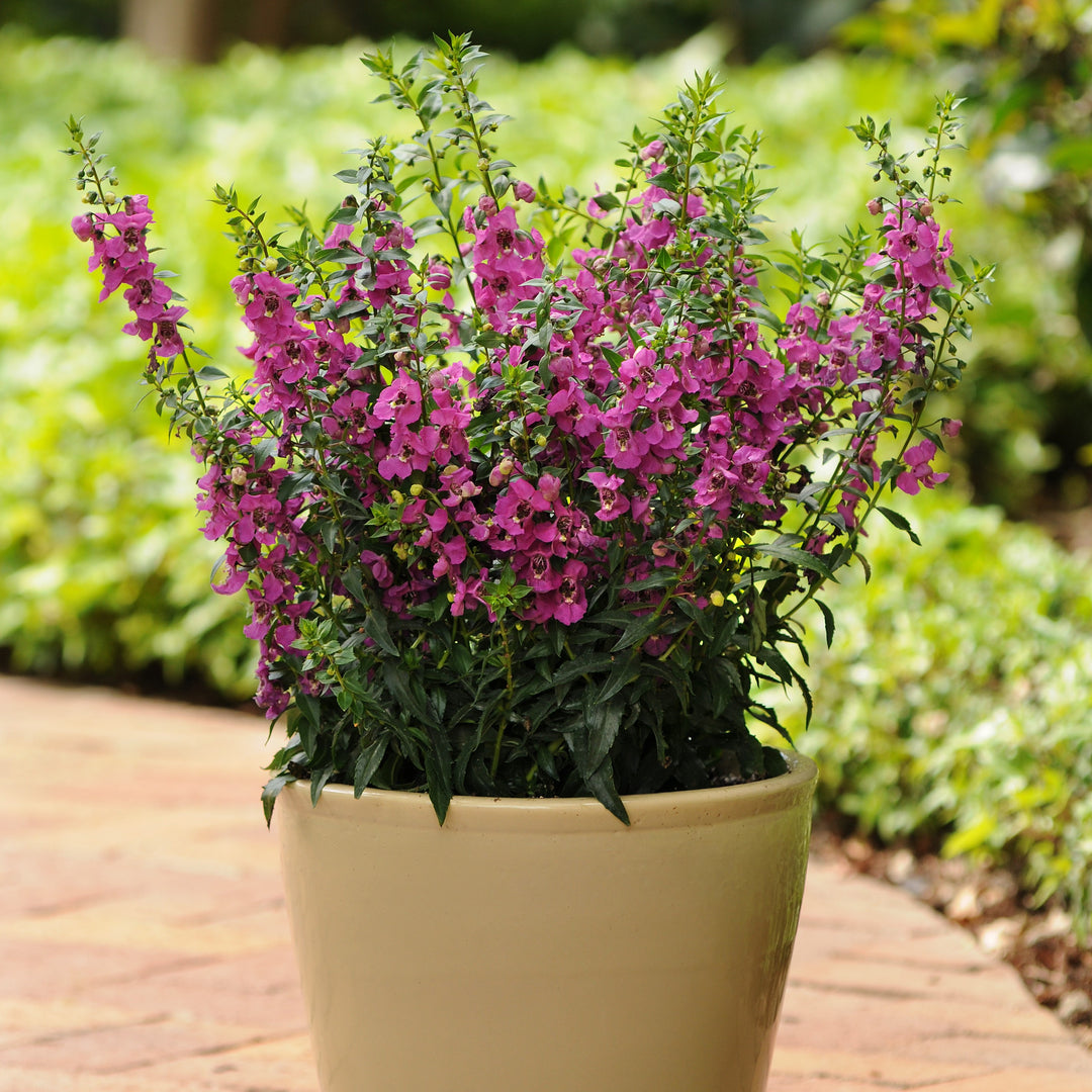 Angelonia angustifolia 'Balarcaspim' ~ Archangel™ Raspberry Summer Snapdragon-ServeScape