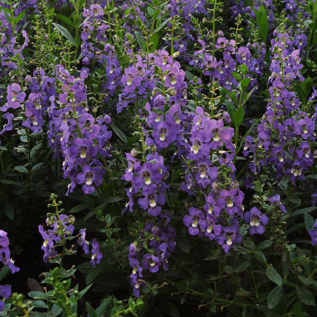 Angelonia angustifolia 'Balarcpurpi' ~ Archangel™ Purple Summer Snapdragon-ServeScape
