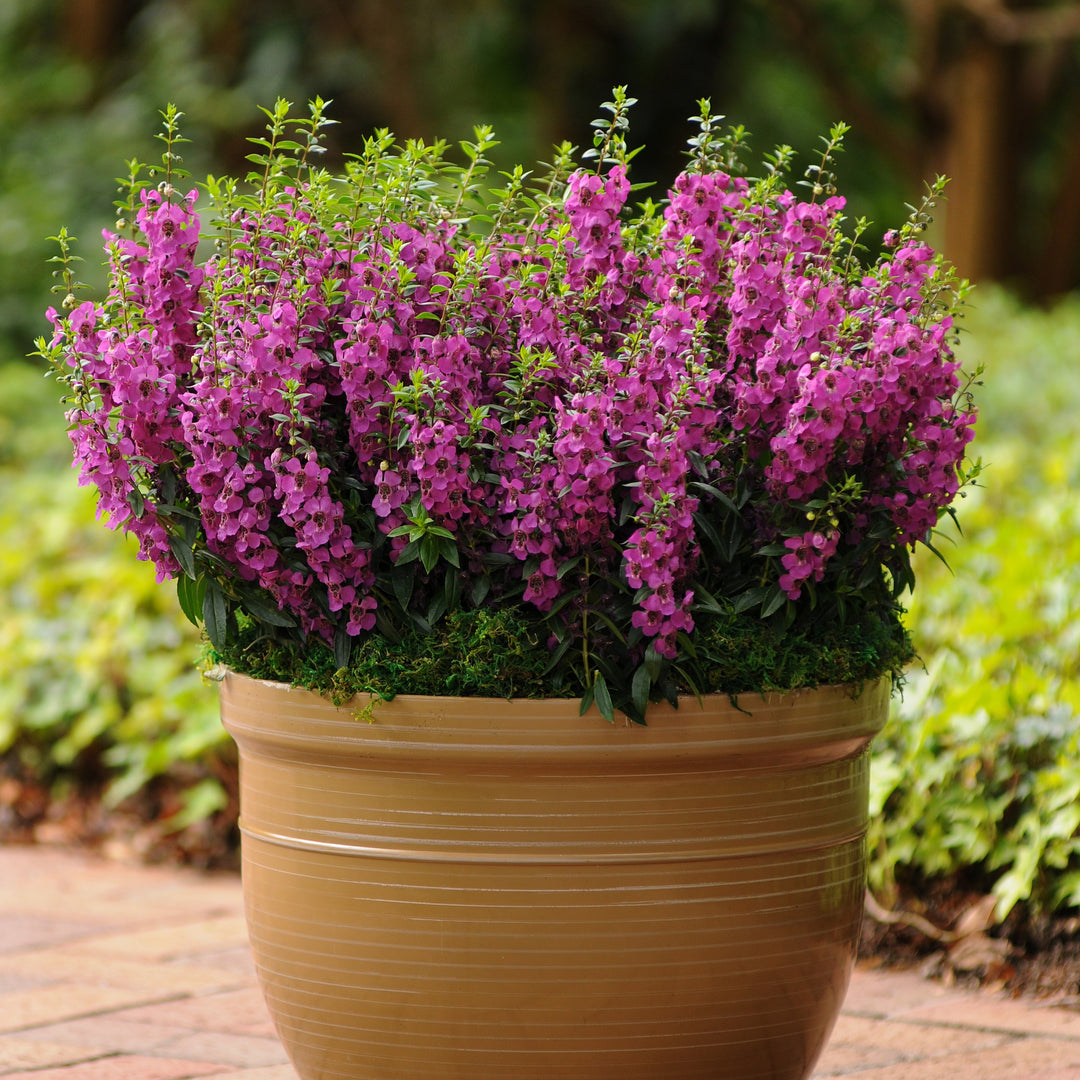 Angelonia angustifolia 'Balarcaspim' ~ Archangel™ Raspberry Summer Snapdragon-ServeScape