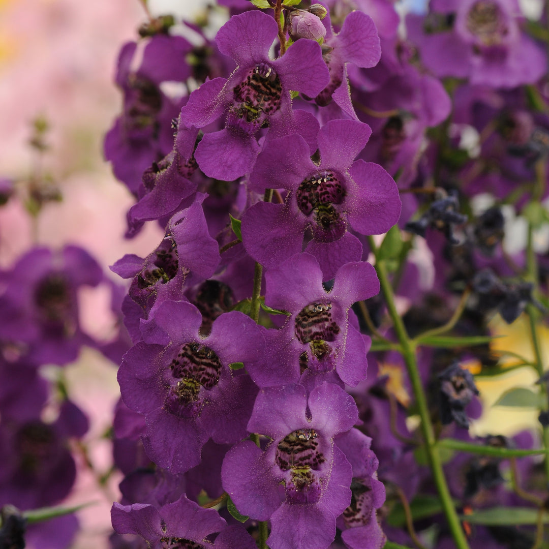 Angelonia angustifolia 'Balarckle' ~ Archangel™ Dark Purple Summer Snapdragon-ServeScape
