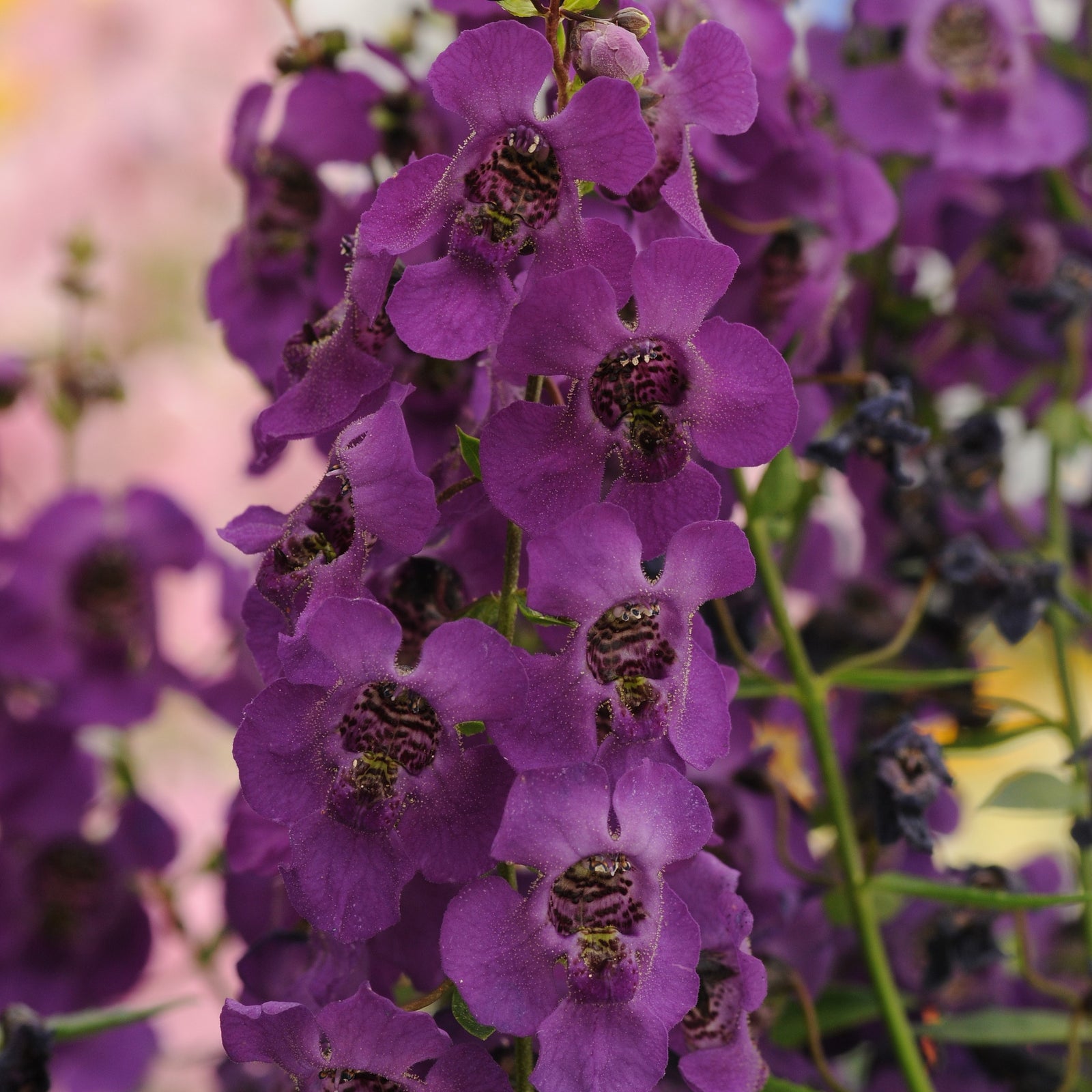 Angelonia angustifolia 'Balarckle' ~ Archangel™ Dark Purple Summer Snapdragon-ServeScape